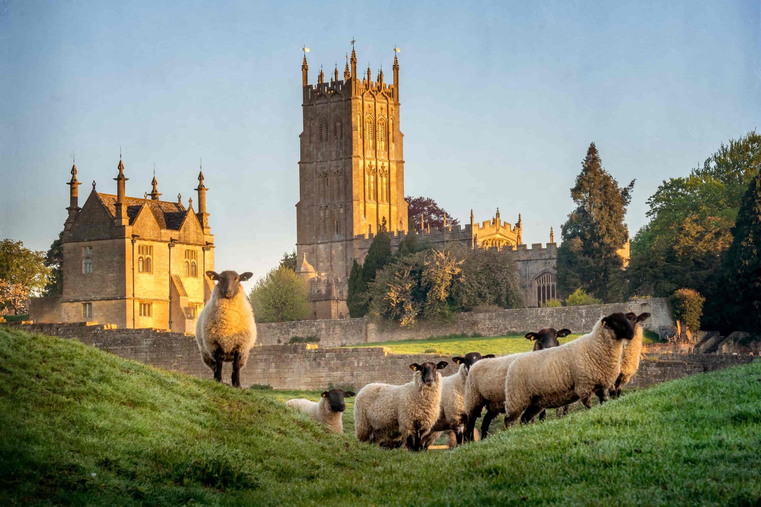 A group of sheep stands on a grassy hill in the foreground, with historic stone buildings and a church tower bathed in golden sunlight in the background, surrounded by trees.
