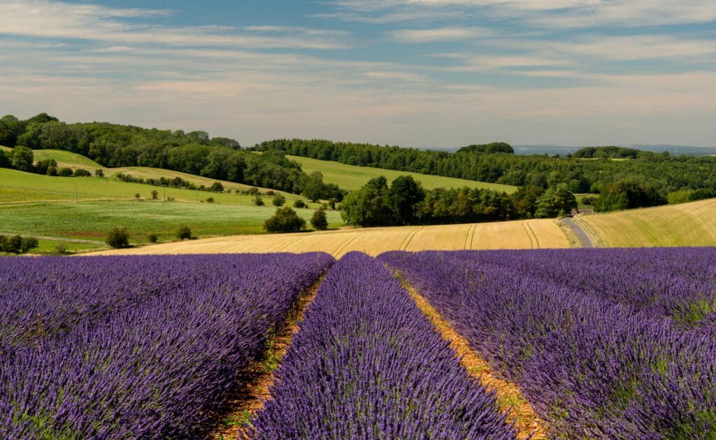 Rows of blooming lavender stretch into the distance, bordered by rolling green hills and fields under a partly cloudy blue sky. The vibrant purple contrasts with the lush greenery of the surrounding countryside.