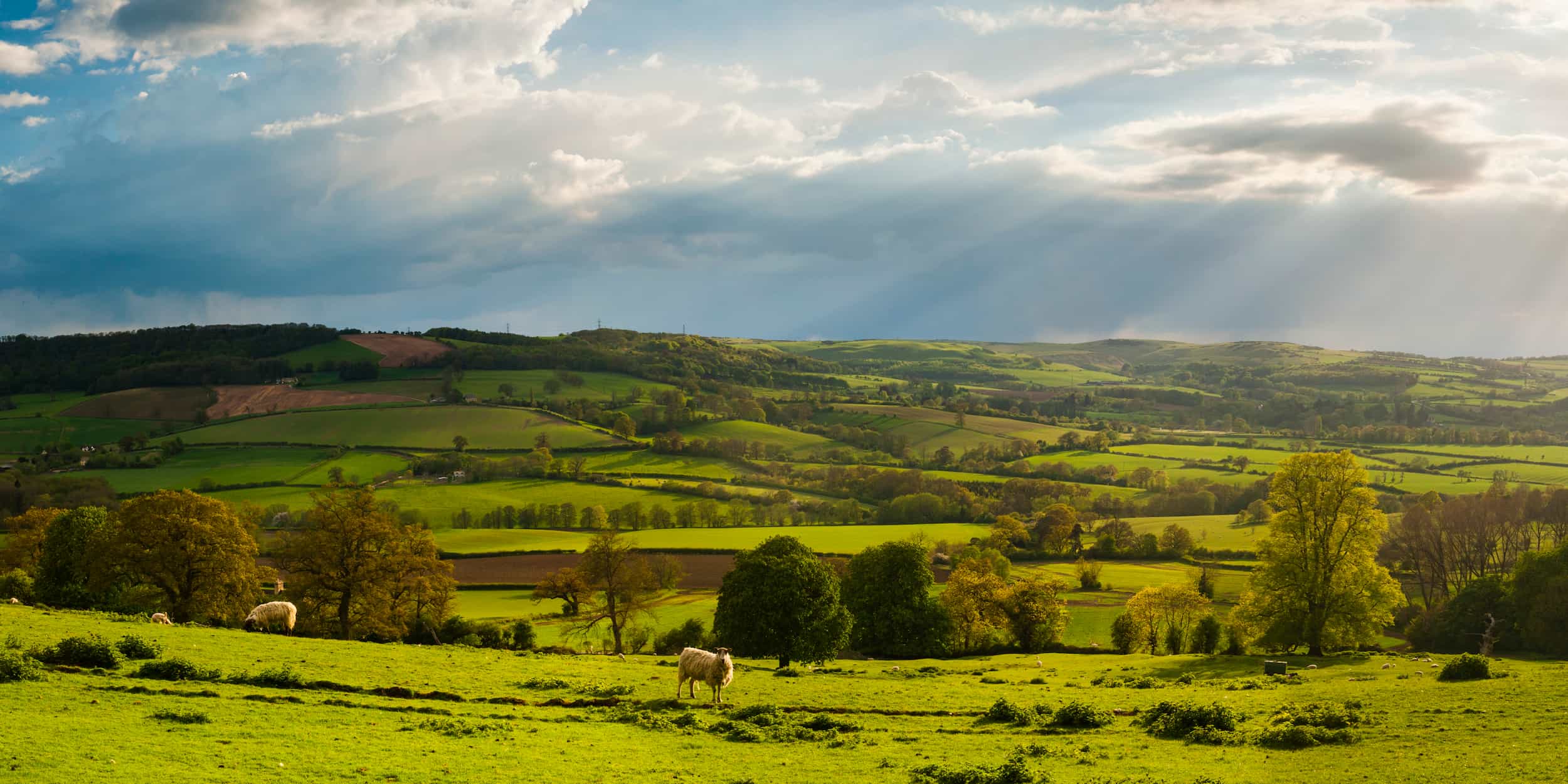 A scenic view of rolling green hills and patchwork fields under a partly cloudy sky, with sunlight streaming through clouds. Sheep graze on the grassy foreground, and trees dot the landscape.