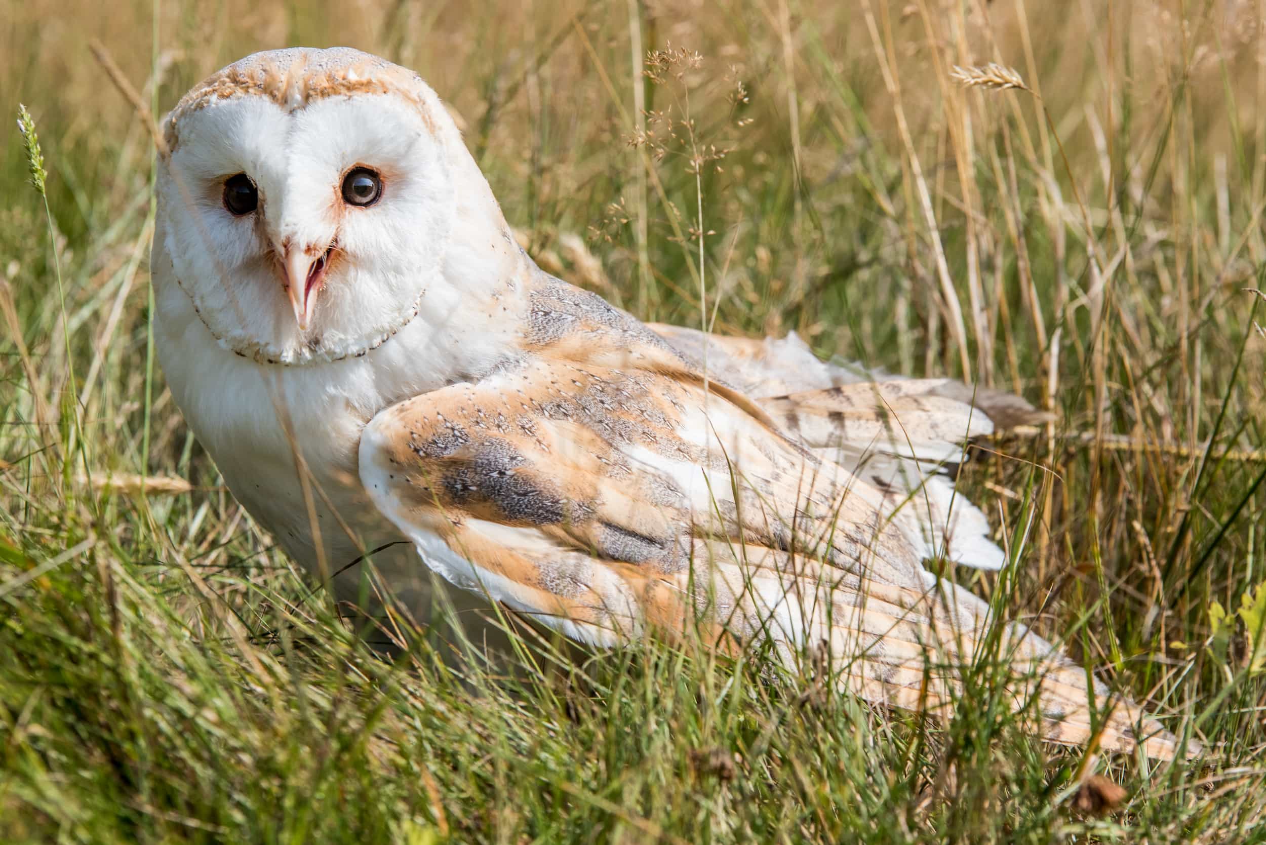 A barn owl with white and light brown feathers sits on the ground in tall grass, looking directly at the camera with its beak slightly open.