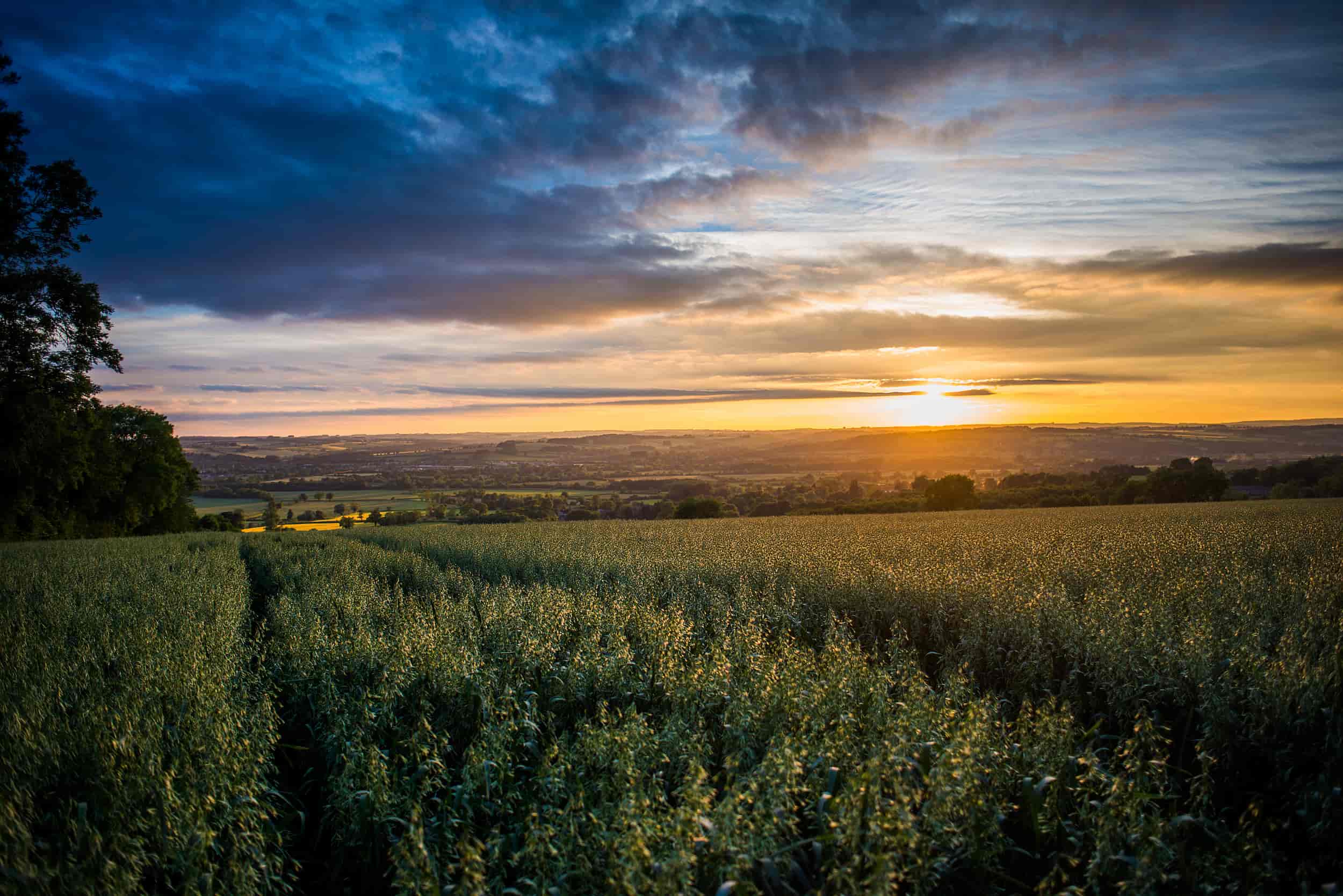A wide field of green crops stretches toward the horizon under a dramatic sunset sky, with golden sunlight breaking through scattered clouds and illuminating the landscape.
