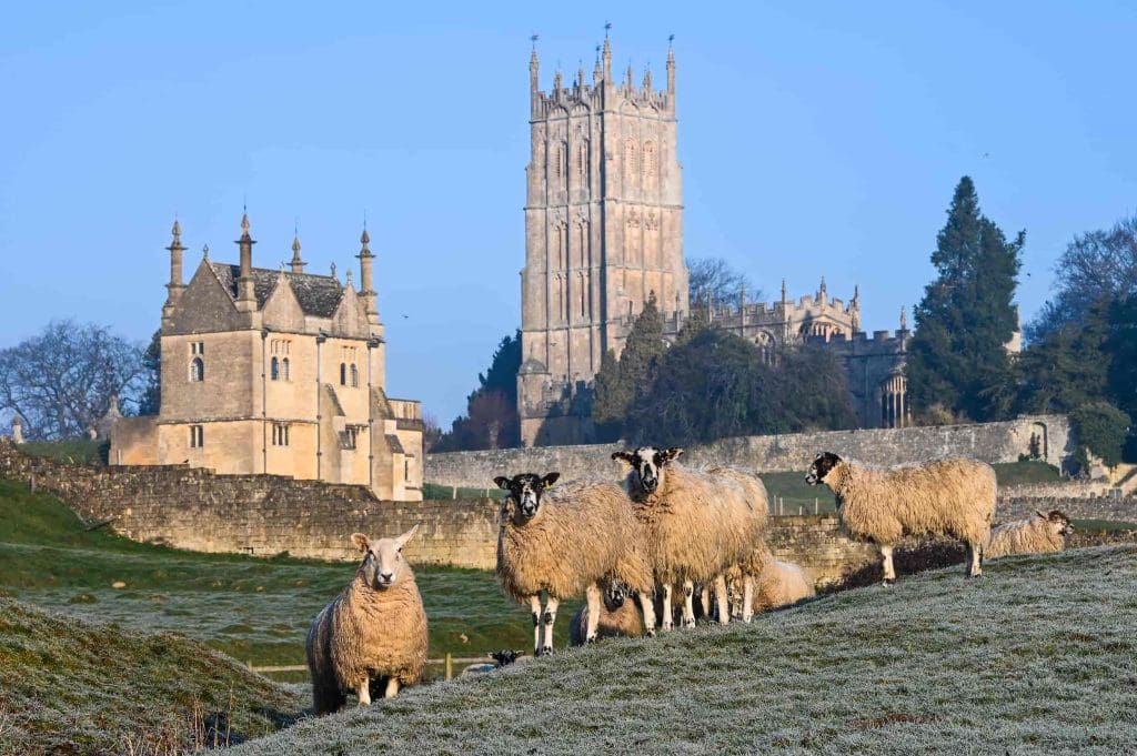 A group of sheep stand on a frosty hill in front of a stone church tower and historic buildings, with trees and a clear blue sky in the background.