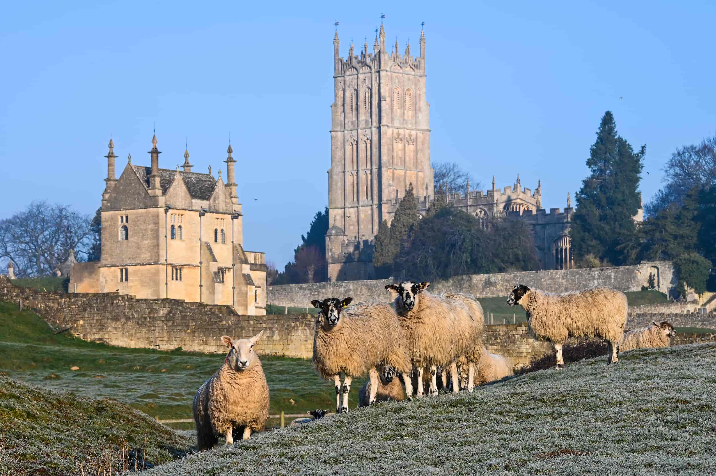 A group of sheep stand on a frosty hill in front of a stone church tower and historic buildings, with trees and a clear blue sky in the background.