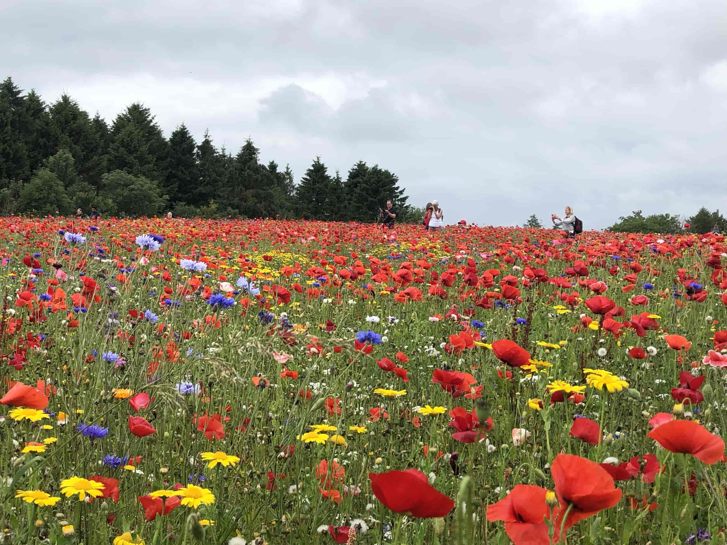 A wide field of colorful wildflowers, including red poppies, yellow daisies, and blue cornflowers, under a cloudy sky. Several people are seen in the distance, walking and taking photos near the tree line.