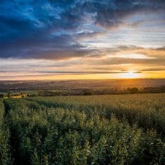 A field of green crops stretches into the distance under a dramatic sky at sunset, with the sun low on the horizon, illuminating the landscape with golden light. Trees frame the left edge of the scene.